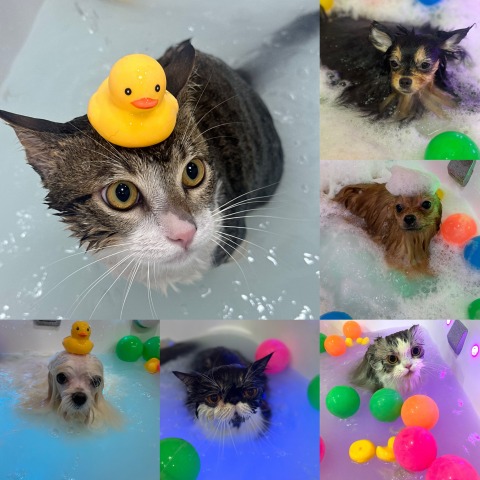 สปาน้องแมว